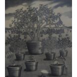 CAROLINE THOMSON, The Money Tree, pencil, with article from Financial Times newspaper clipping,