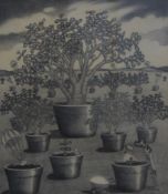 CAROLINE THOMSON, The Money Tree, pencil, with article from Financial Times newspaper clipping,