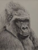 A print of a Silver Back Gorilla, framed and glazed. 12.5 x 16.5 cm.