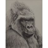 A print of a Silver Back Gorilla, framed and glazed. 12.5 x 16.5 cm.