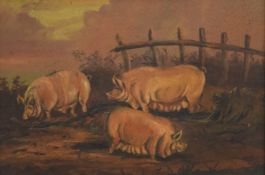 Pigs, oil on board, framed. 29 x 19.5 cm.