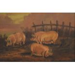 Pigs, oil on board, framed. 29 x 19.5 cm.