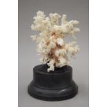 A coral specimen on a display plinth. 22 cm high.