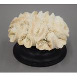 A coral specimen on a plinth base. 10 cm high.