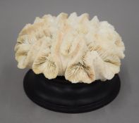 A coral specimen on a plinth base. 10 cm high.