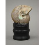 A fossilized ammonite on a display stand. 10 cm high.