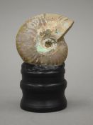 A fossilized ammonite on a display stand. 10 cm high.