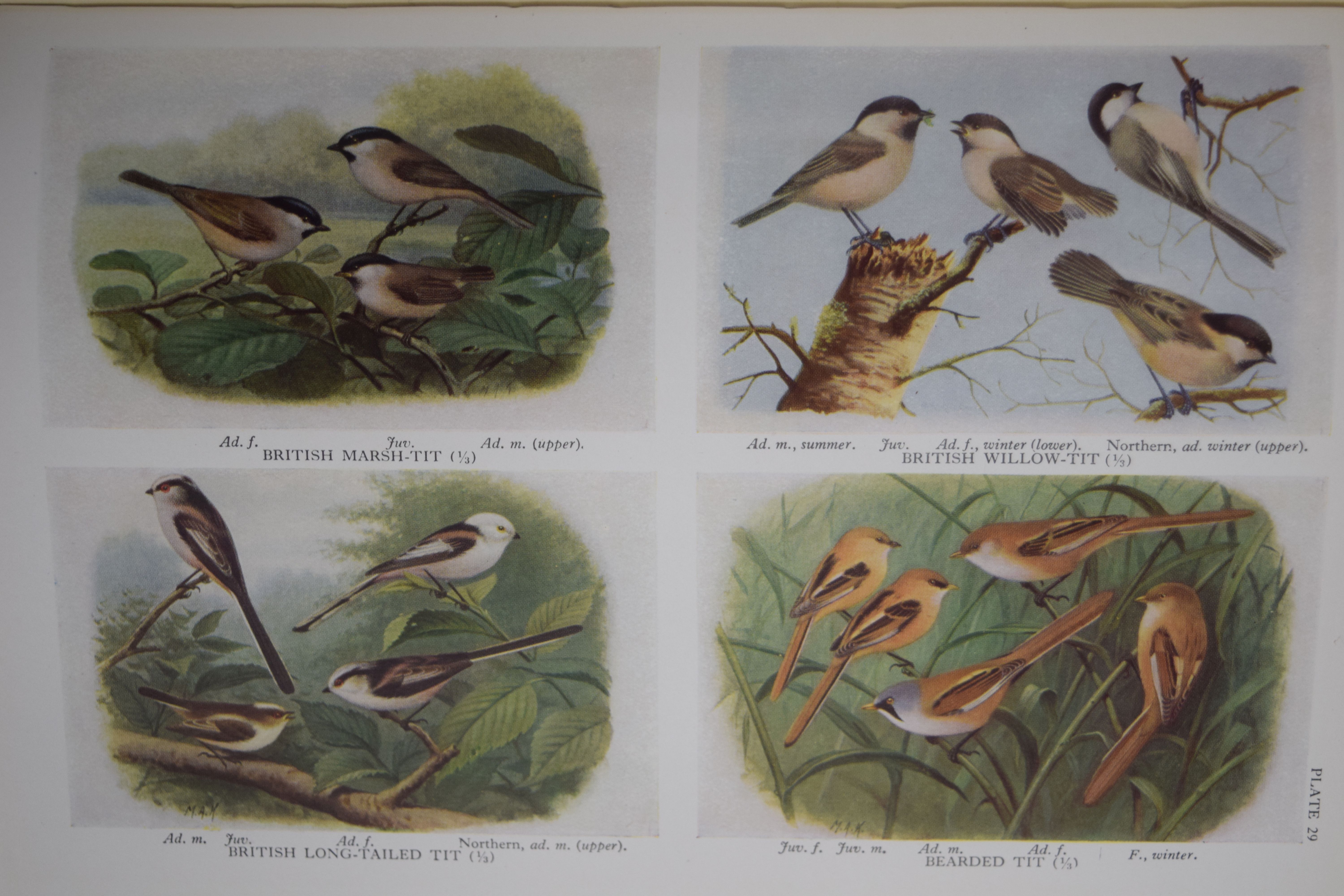 Witherby Handbook of British Birds, 5 volumes. - Image 5 of 5