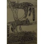 PAMELA HUGHES, Sleeping Snow Leopard, limited edition etching, numbered 2/25,