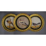 Three 19th century paintings on linoleum, each depicting a bird on a branch,