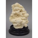 A coral specimen mounted on a display plinth. 20 cm high.
