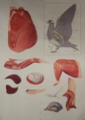 Three vintage anatomical posters: a pigeon, a frog and a fish.