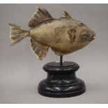 A taxidermy specimen trigger fish mounted on an ebonised display plinth. 36.5 cm high.