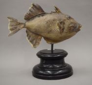 A taxidermy specimen trigger fish mounted on an ebonised display plinth. 36.5 cm high.