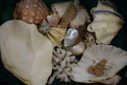 A collection of various sea shells and coral specimens.