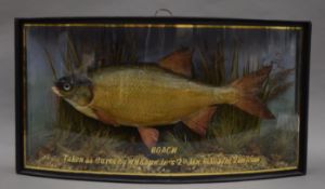 A taxidermy specimen of a preserved Roach Rutilus rutilus, probably by Cooper but without label,