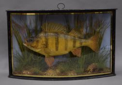 A taxidermy specimen of a preserved Perch Perca fluviatilis, probably by Cooper but without a label,