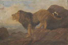 A Victorian oil on canvas, Male Lion, indistinctly signed possibly SIDNEY BERRIDGE, unframed. 53.