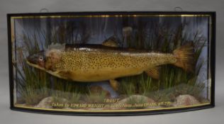 A taxidermy specimen of a preserved large Brown Trout Salmo trutta,