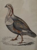 A pair of Bird prints, one depicting Nigells Pheasant-Grouse,