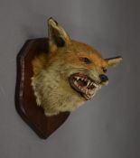 A taxidermy specimen of a preserved fox's mask Vulpes vulpes mounted on a wooden shield.