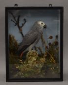 A taxidermy specimen of a preserved African Grey Parrot Psittacus erithacus by Gunn in a