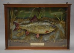 A taxidermy specimen of a preserved Roach Rutilus rutilus in naturalistic setting in a wooden and