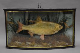 A taxidermy specimen of a preserved Roach Rutilus rutilus in a naturalistic setting in a wooden and