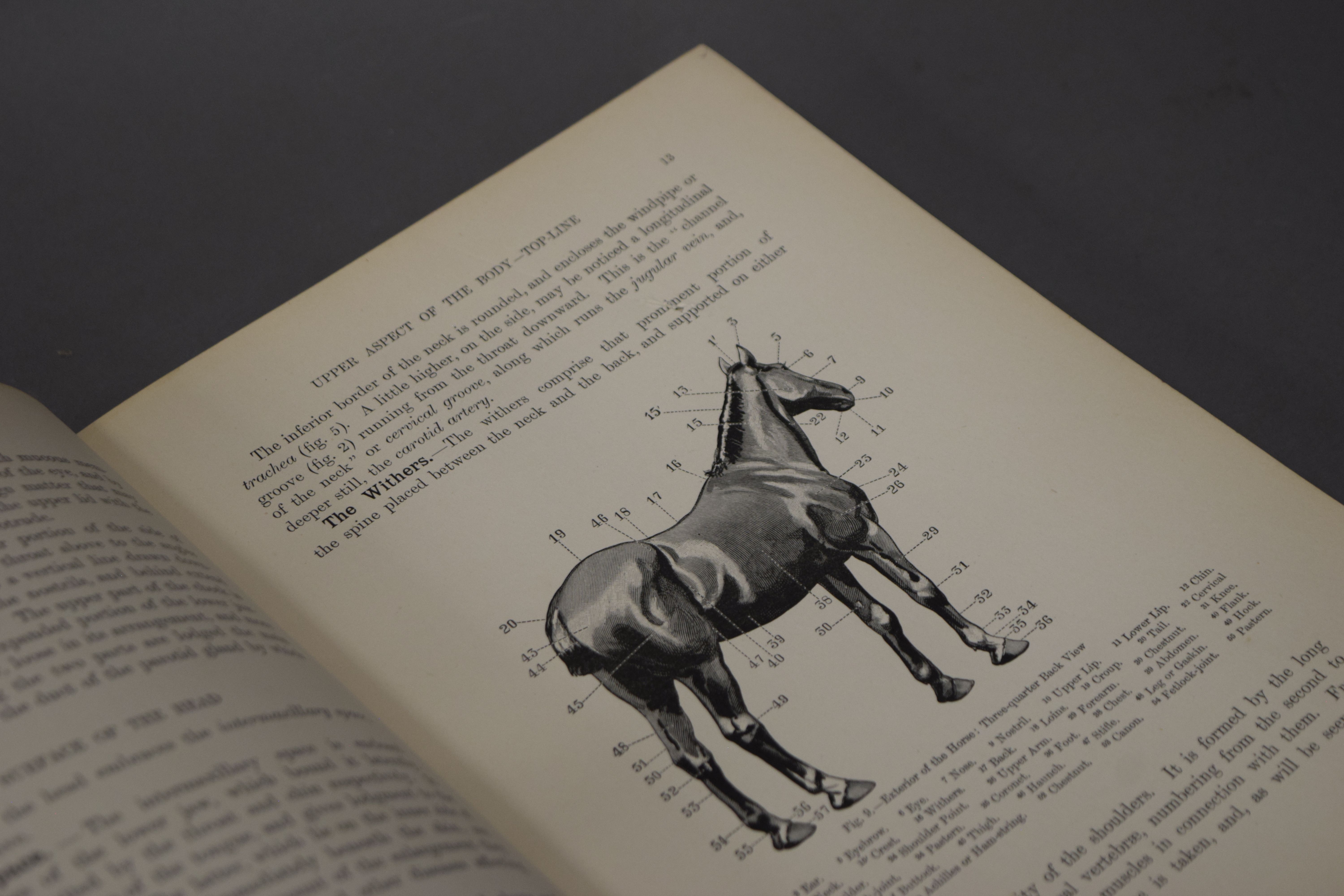 Wortley Axe, Professor J, The Horse Its Treatment in Health and Disease, volume 1. - Image 5 of 5