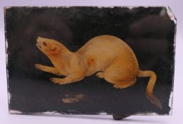 A reverse glass picture of stoat. 9 cm wide.