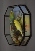 A taxidermy specimen of a pair of preserved Budgerigars Melopsittacus undulatus by Gibb in a