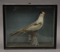 A taxidermy specimen of a preserved Common Tern Sterna hirundo in a wooden glazed fronted case.