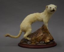 A taxidermy specimen of a preserved Stoat Mustela erminea in ermine mounted on a wooden plinth.