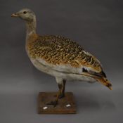 A taxidermy specimen of a preserved Great Bustard Otis tarda mounted on a wooden plinth.