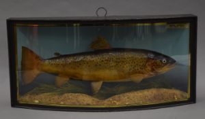 A taxidermy specimen of a preserved Brown Trout Salmon trutta by Cooper in a naturalistic setting