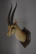 A taxidermy specimen of a preserved Thomson's Gazelle head Eudorcas thomsonii by Ward,