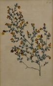 S T EDWARDS (1768-1819), Botanical Study no.
