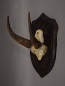 A taxidermy specimen of a preserved Rocky Mountain Goat's horns Oreamnos americanus by Rowland Ward