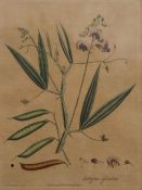 S T EDWARDS (1768-1819), Sweet Pea (Lathyrus Sylvestris), 1791, hand coloured etching,