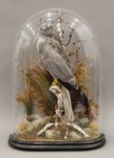 A Victorian taxidermy specimen of a preserved male Hen Harrier Circus cyaneusin in a naturalistic