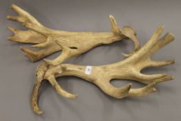 A pair of antlers probably from a park Red Deer Cervus elaphus. Each 54 cm long.