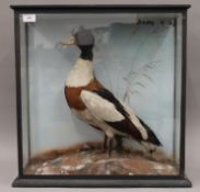 A Victorian taxidermy specimen of a preserved Shelduck Tadorna tadorna in a naturalistic setting