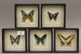 Five taxidermy specimens of preserved butterflies housed in glazed fronted wooden cases.