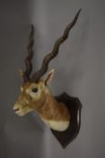 A taxidermy specimen of a preserved Blackbuck head Antilope cervicapra by Ward mounted on a wooden