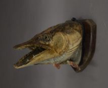 A taxidermy specimen of a preserved Pike's head Esox lucius mounted on a wooden shield.