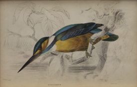 Three 19th century hand coloured etchings, Reed Warbler, Little Stint and a Kingfisher,