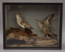 A taxidermy specimen of a preserved Knot Calidris canutus and a preserved Sanderling Calidris alba