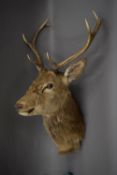 A taxidermy specimen of a preserved Red Deer stag's head Cervus elaphus.