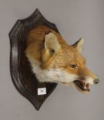 A taxidermy specimen of a Rowland Ward preserved fox's mask Vulpes vulpes mounted on a wooden