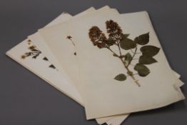 Twenty specimens of dried plants on plain paper.